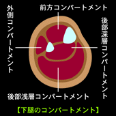 illust