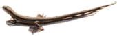 ȥ